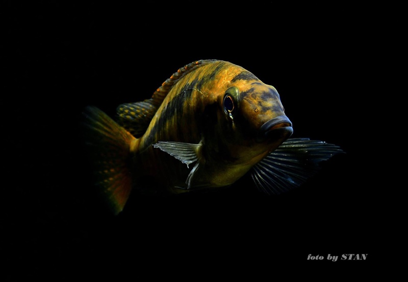 Mylochromis sp. 'lateristriga makanjila' Chiofu Bay